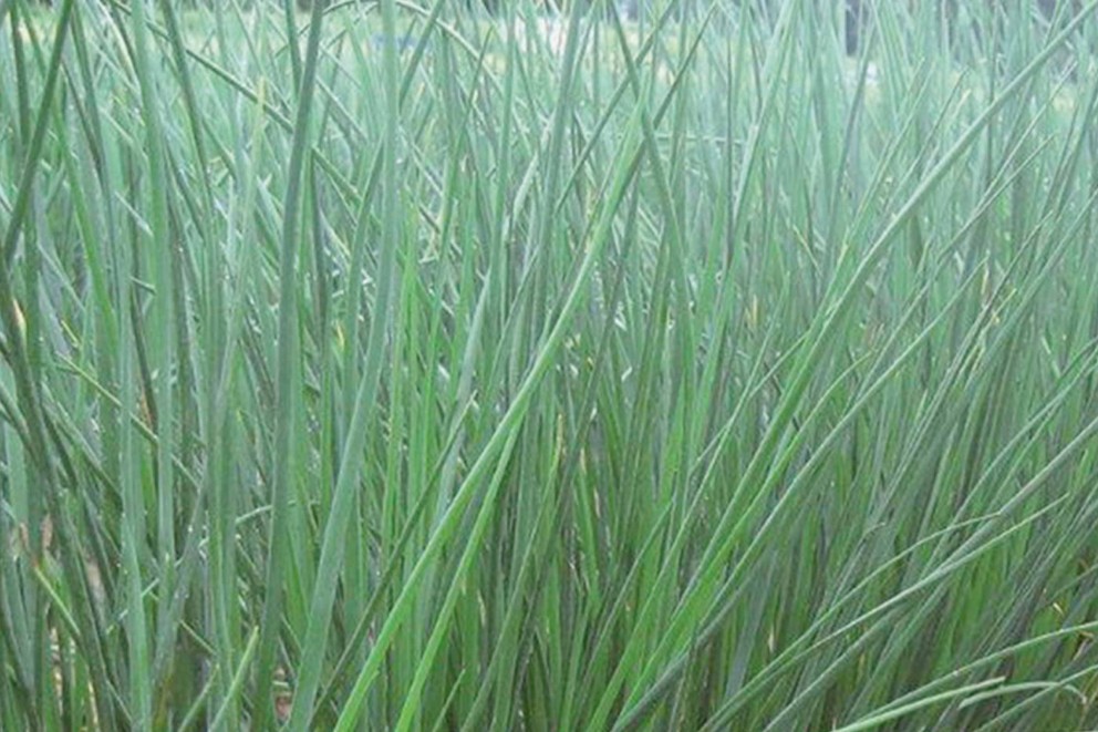 Urban gardening | bieslook recept | HORNBACH Urban gardening | bieslook recept | HORNBACH