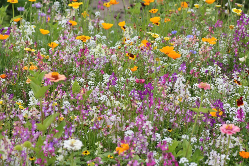 Bloemenweide aanleggen . HORNBACH Bloemenweide aanleggen . HORNBACH
