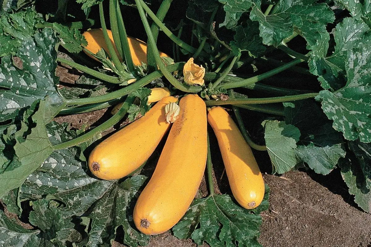 Groentes verbouwen | courgette | HORNBACH
Groentes verbouwen | courgette | HORNBACH