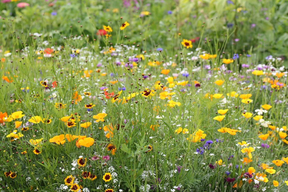 wilde bloemenweide . HORNBACH wilde bloemenweide . HORNBACH