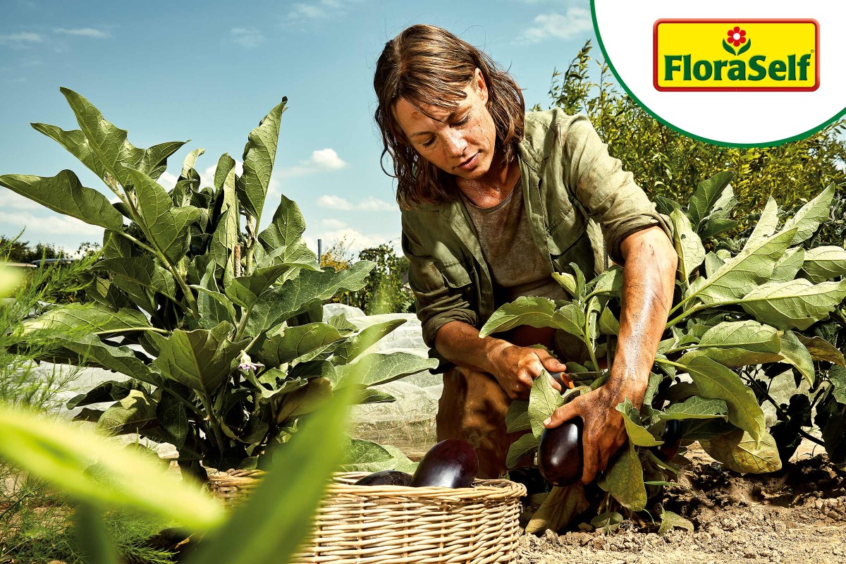 Vrouw oogst aubergines in de tuin, FloraSelf logo.