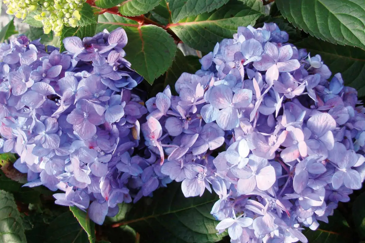 Hortensia verzorgen | boerenhortensia | HORNBACH
Hortensia verzorgen | boerenhortensia | HORNBACH