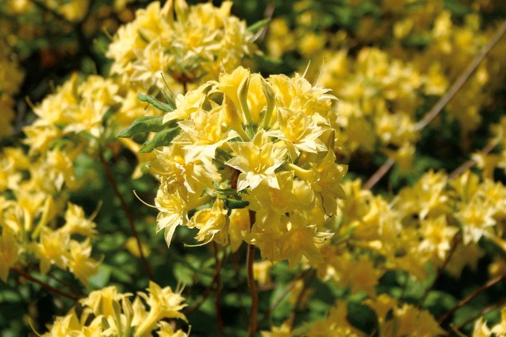
				Rhododendrons verzorgen | luteum | HORNBACH

			