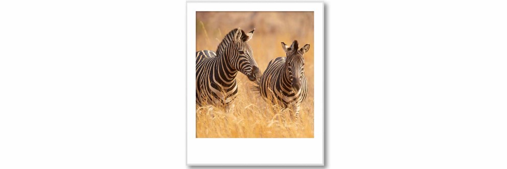 Fascination Serengeti Polaroid SELECTION . HORNBACH Fascination Serengeti Polaroid SELECTION . HORNBACH