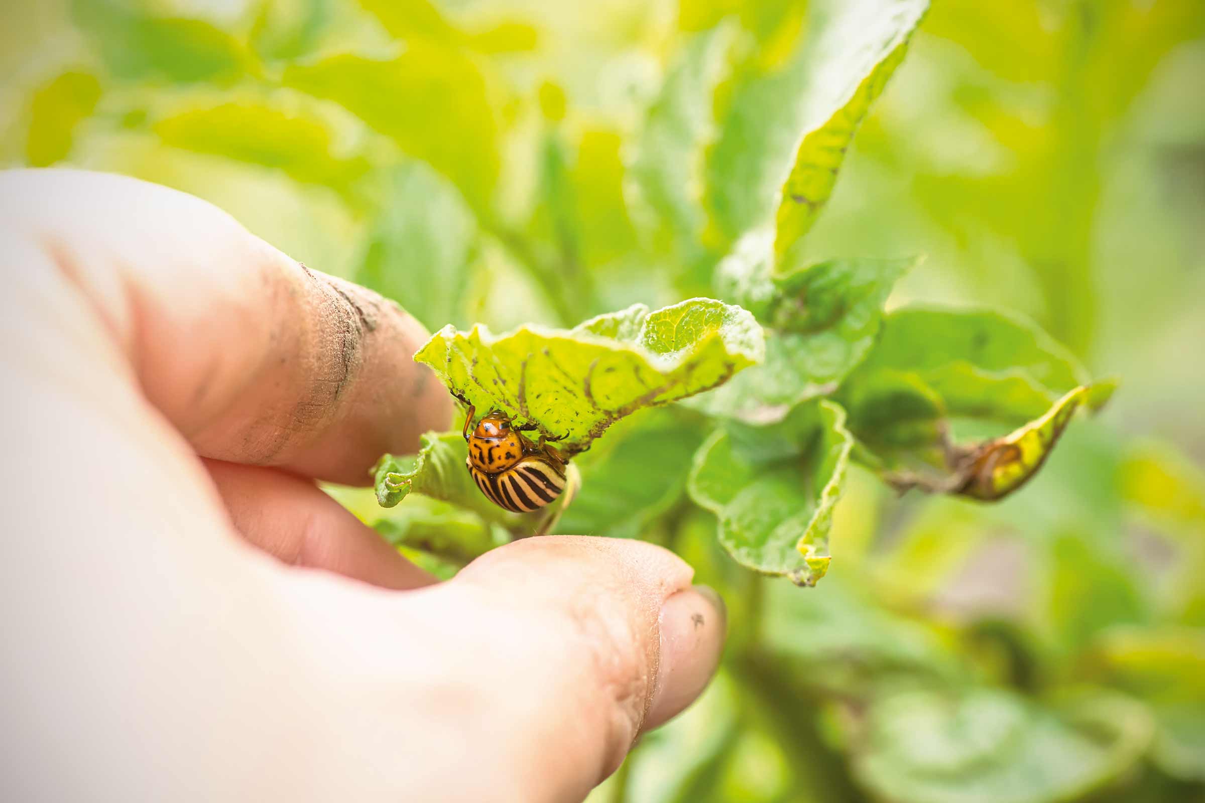 Aardappelkever op een blad, vastgehouden door een hand