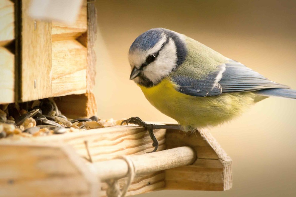 Pimpelmees op een houten vogelvoederhuis met zaden