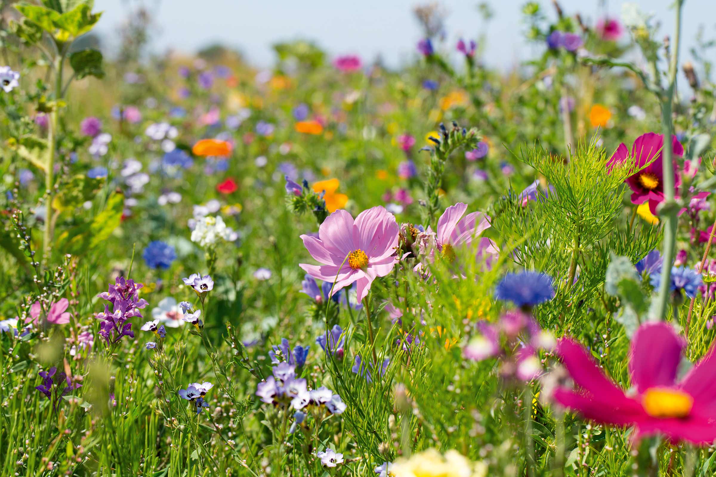 Bloeiende bloemenweide met verschillende wilde bloemen
