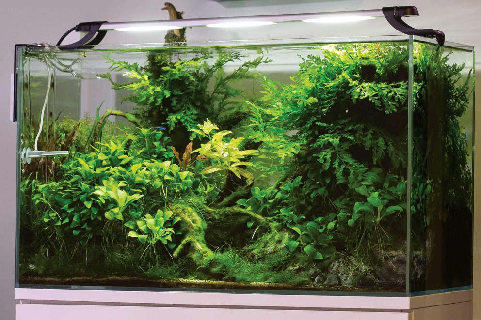Aquariumverlichting Aquariumverlichting