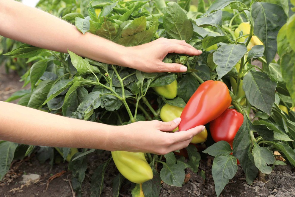 Paprika oogsten | HORNBACH Paprika oogsten | HORNBACH