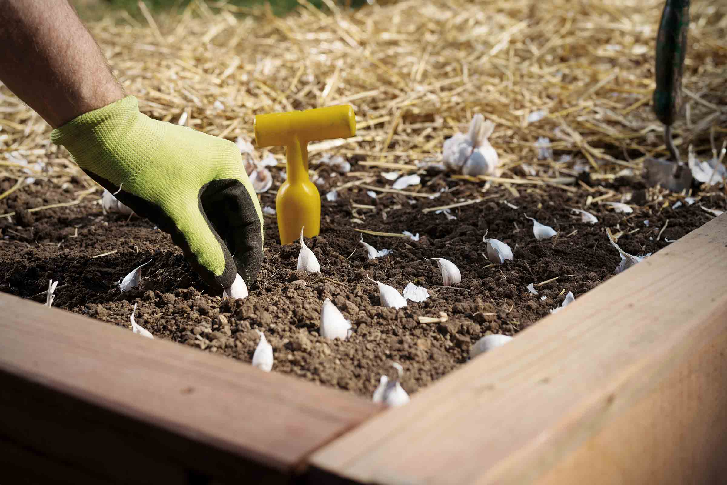 Tuinbed met knoflooktenen, plantgereedschap en tuinhandschoen