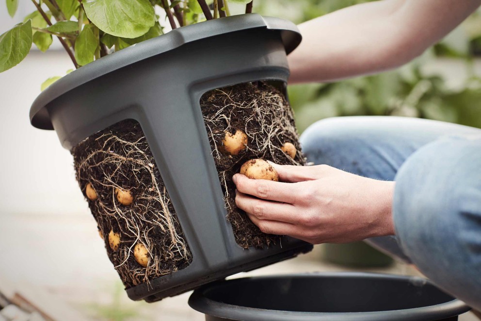 Aardappelen planten in een pot | HORNBACH Aardappelen planten in een pot | HORNBACH