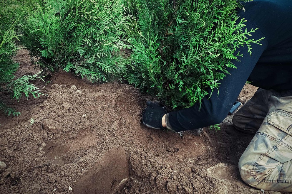 Coniferen planten . HORNBACH