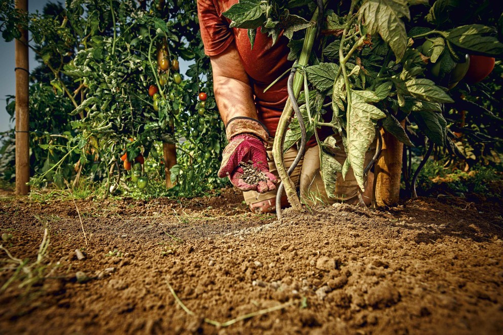 tomaten meststof | HORNBACH tomaten meststof | HORNBACH