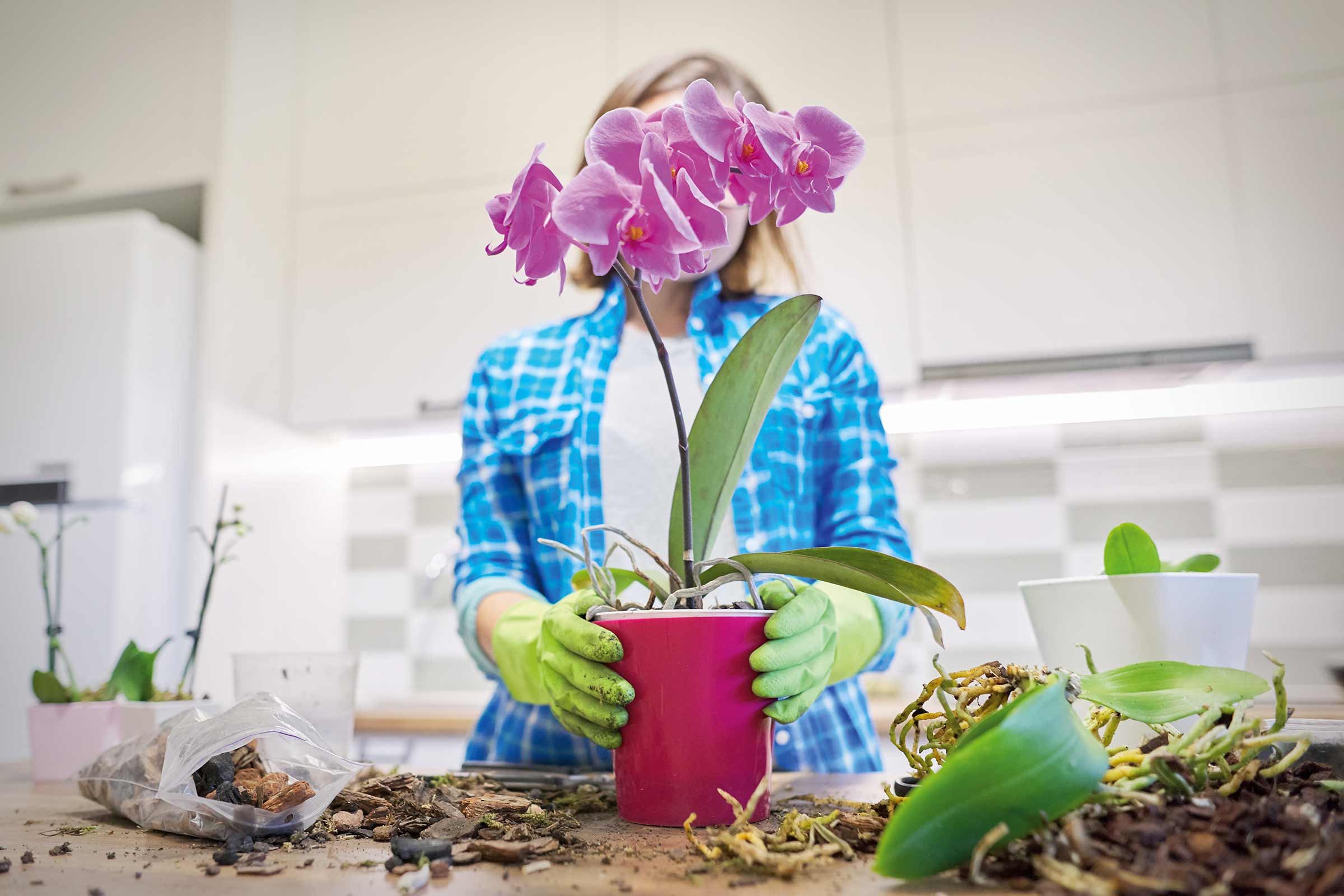 Vrouw met tuinhandschoenen houdt een Phalaenopsis orchidee in een plantenbak.