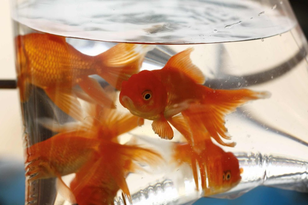 Vissen aan je aquarium toevoegen | HORNBACH Vissen aan je aquarium toevoegen | HORNBACH