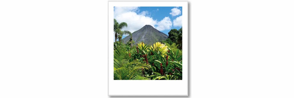 Tropical Feeling Polaroid SELECTION . HORNBACH Tropical Feeling Polaroid SELECTION . HORNBACH