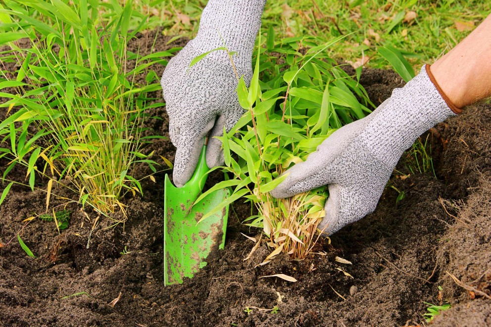 Bamboe planten . HORNBACH Bamboe planten . HORNBACH