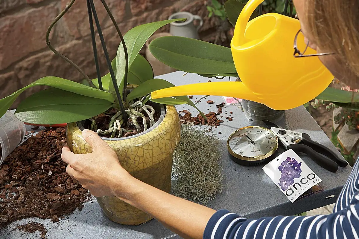 Orchidee verpotten 5 | HORNBACH
Orchidee verpotten 5 | HORNBACH