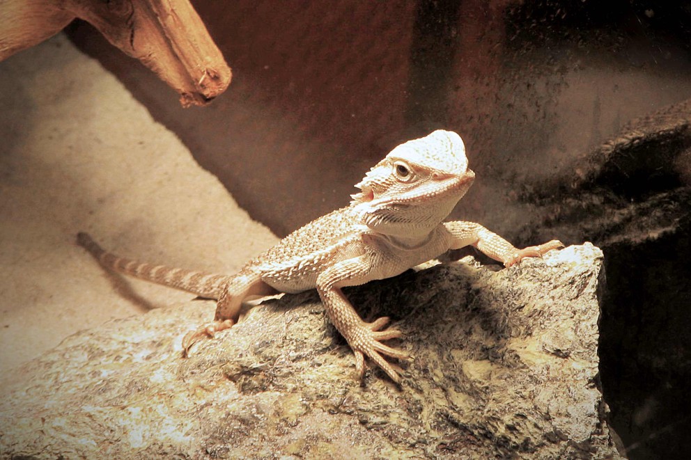 Reptielen Reptielen