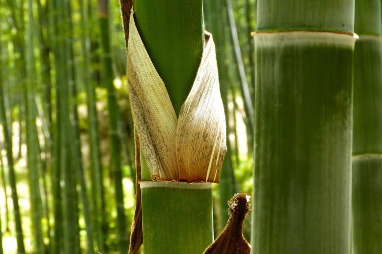 Bamboe planten en verzorgen