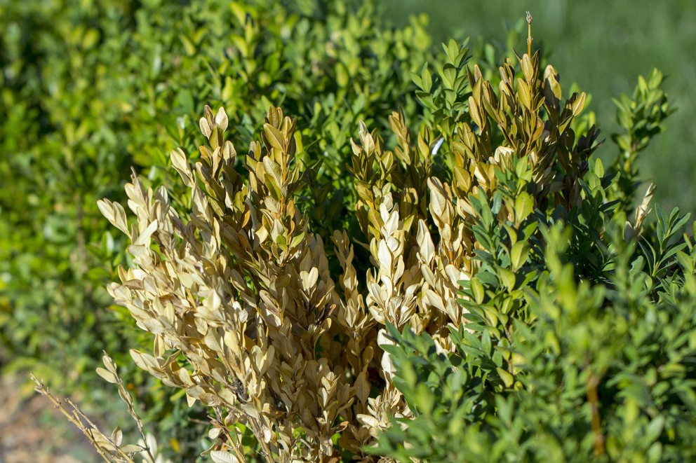 buxus sterft af . HORNBACH buxus sterft af . HORNBACH