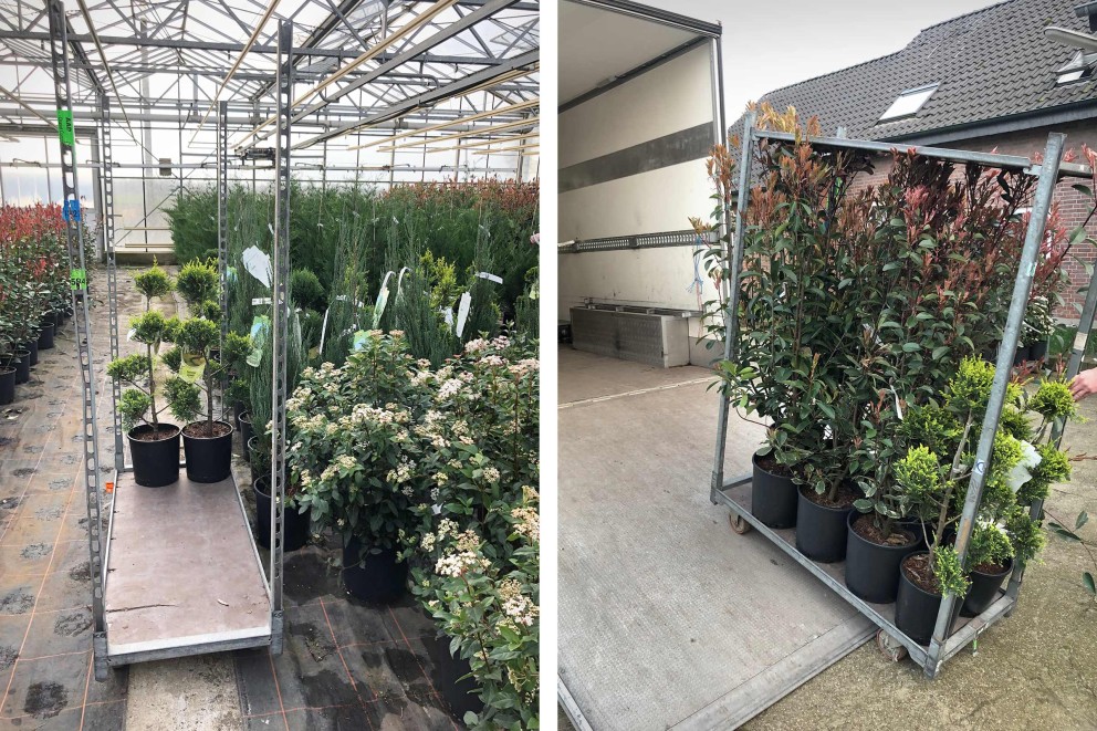Planten verzenden | bestelling | HORNBACH
