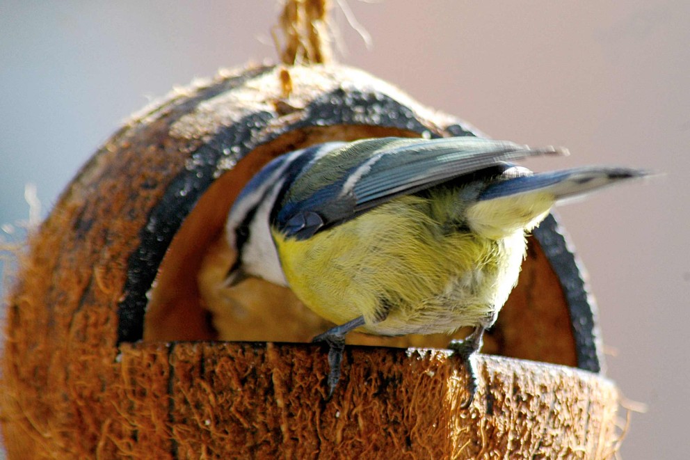 Pimpelmees in een vogelhuisje van kokosnoot