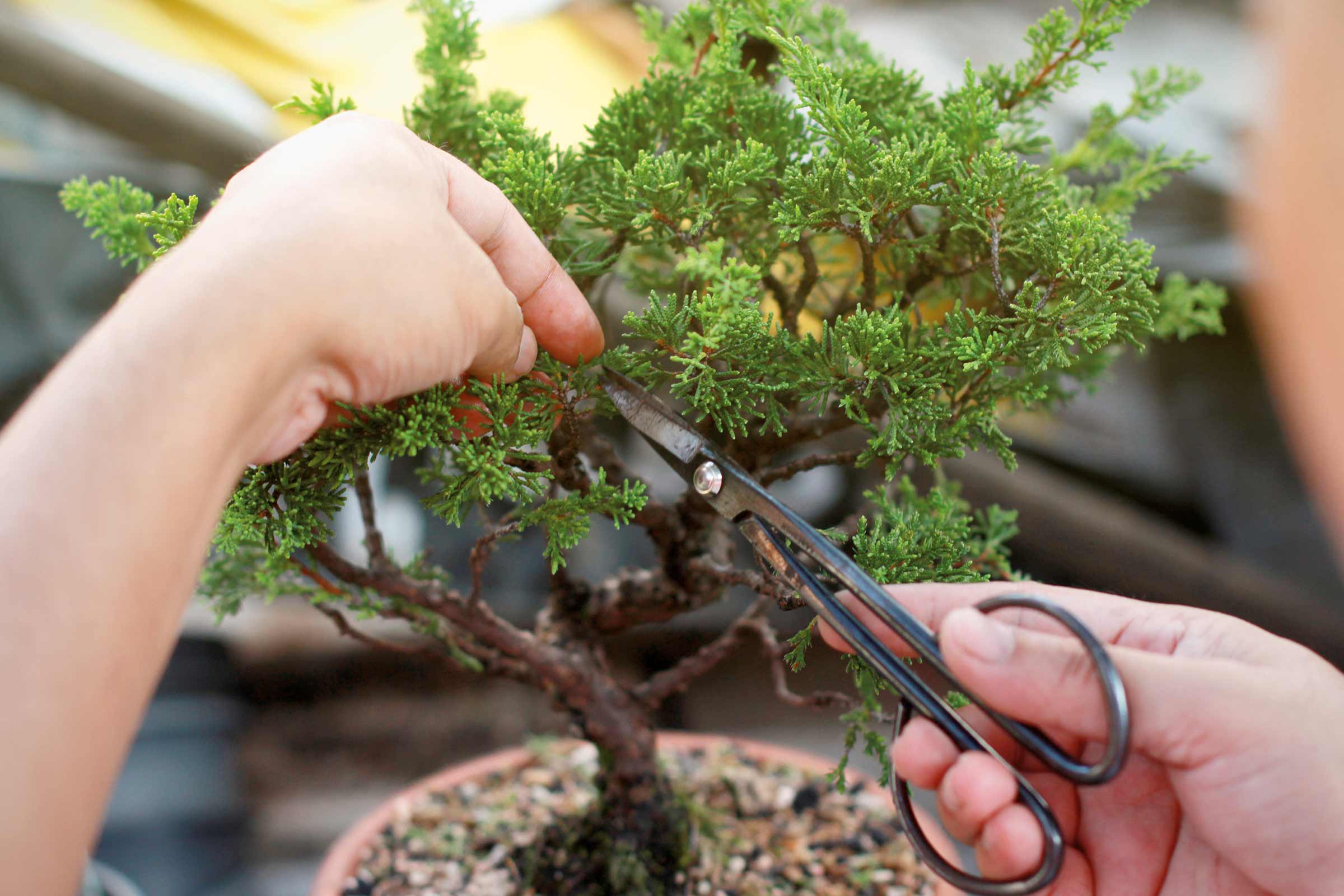 Bonsai wordt gesnoeid met een schaar