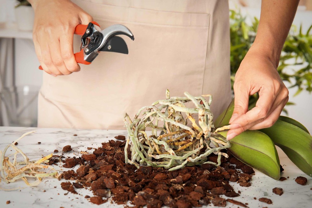 Orchideeën verzorgen . HORNBACH Orchideeën verzorgen . HORNBACH