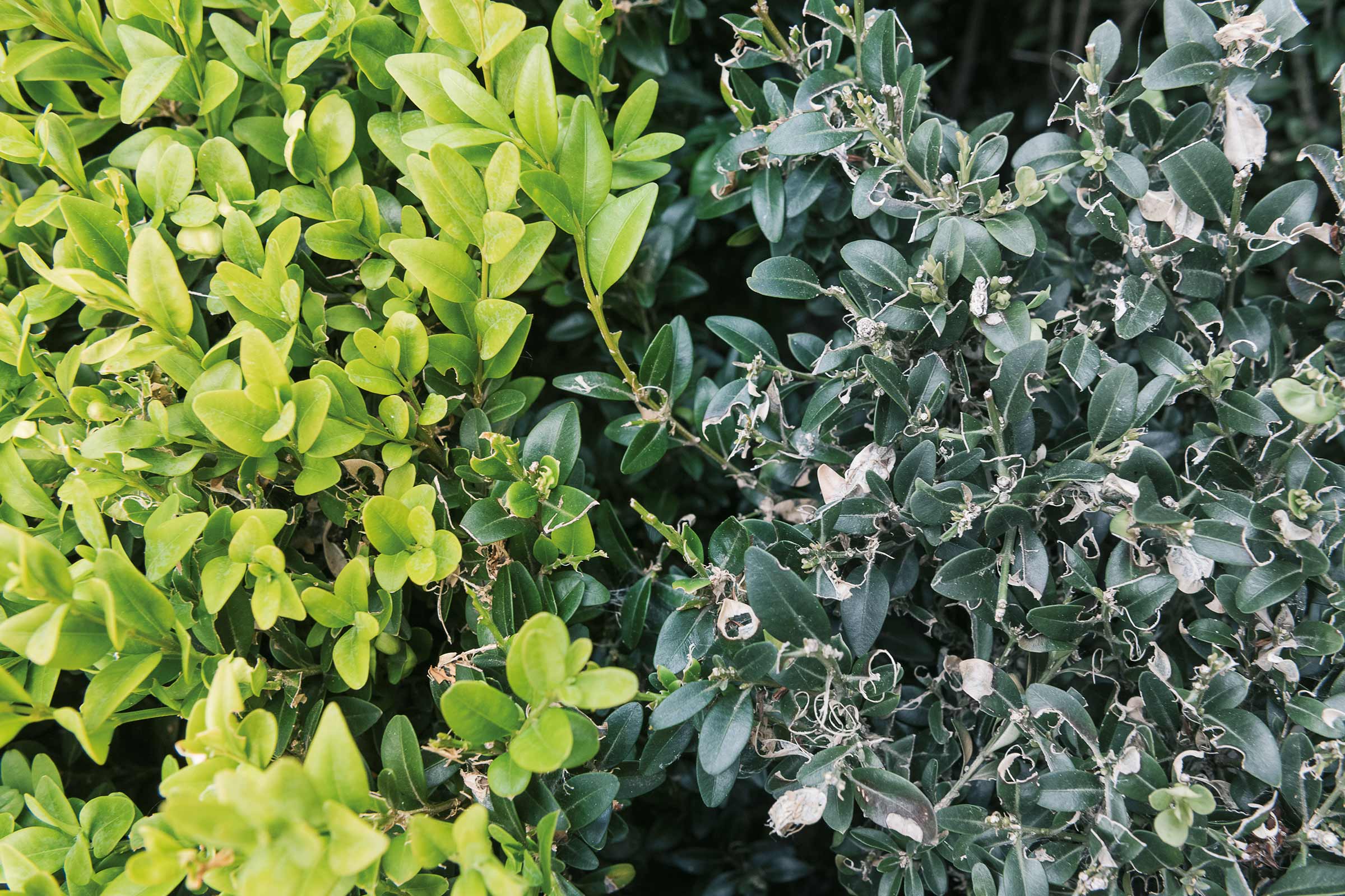 Close-up van een buxus met plaag