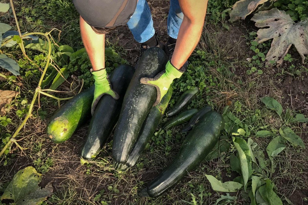 Iemand met tuinhandschoenen oogst courgettes in de tuin.