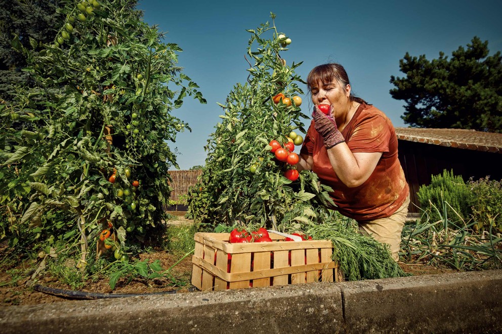Tomaten oogsten | HORNBACH Tomaten oogsten | HORNBACH
