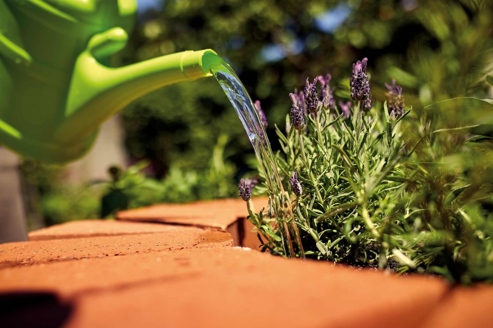 Lavendel water . HORNBACH Lavendel water . HORNBACH