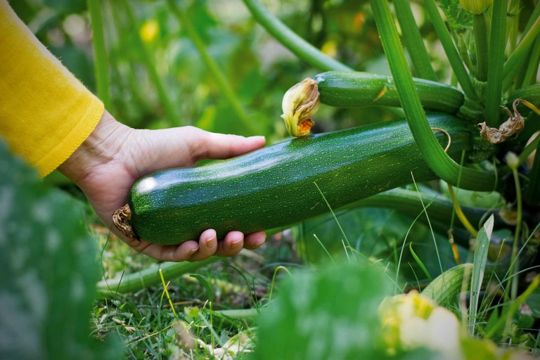 Courgette planten