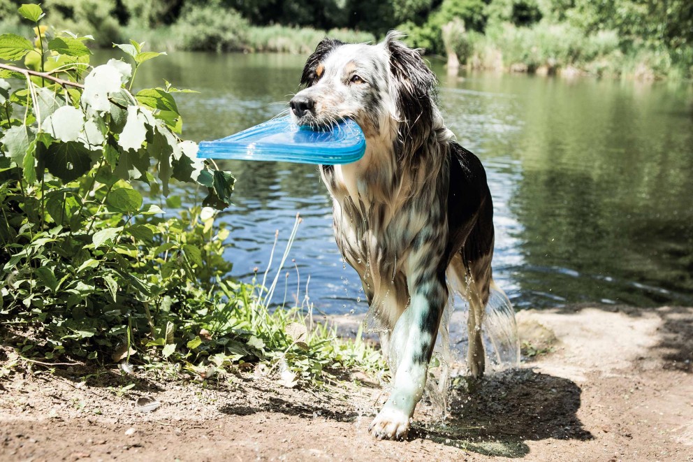 Honden uitlaten Honden uitlaten