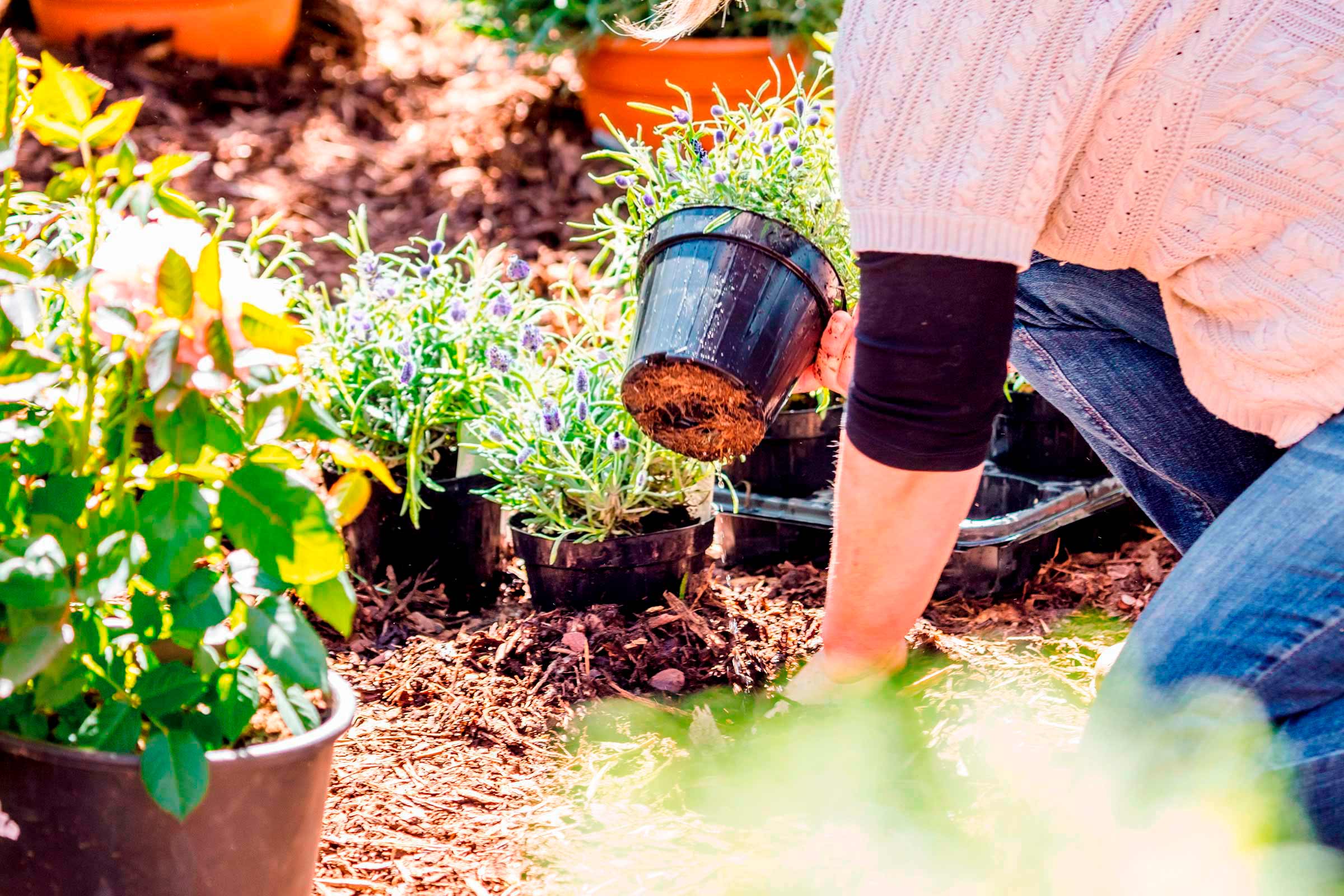 Vrouw plant lavendel in een tuin