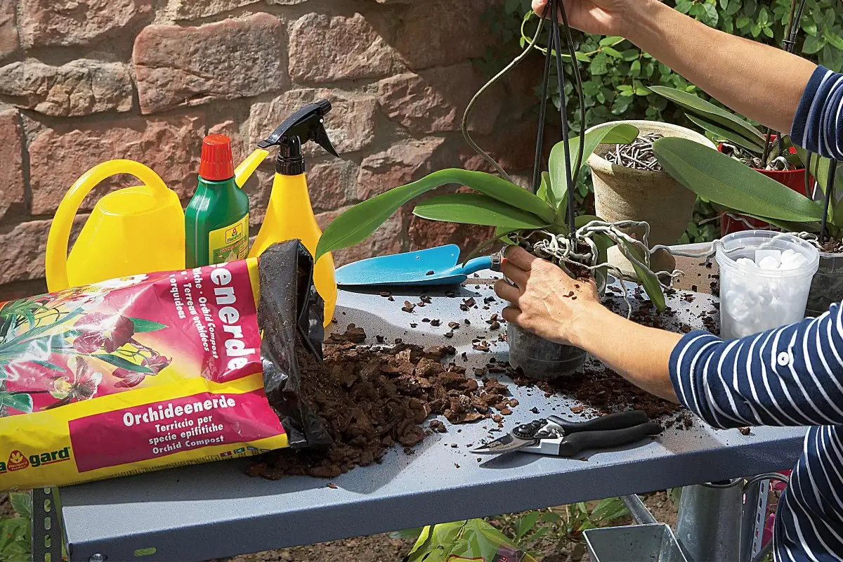 Orchidee verpotten 2 | HORNBACH
Orchidee verpotten 2 | HORNBACH