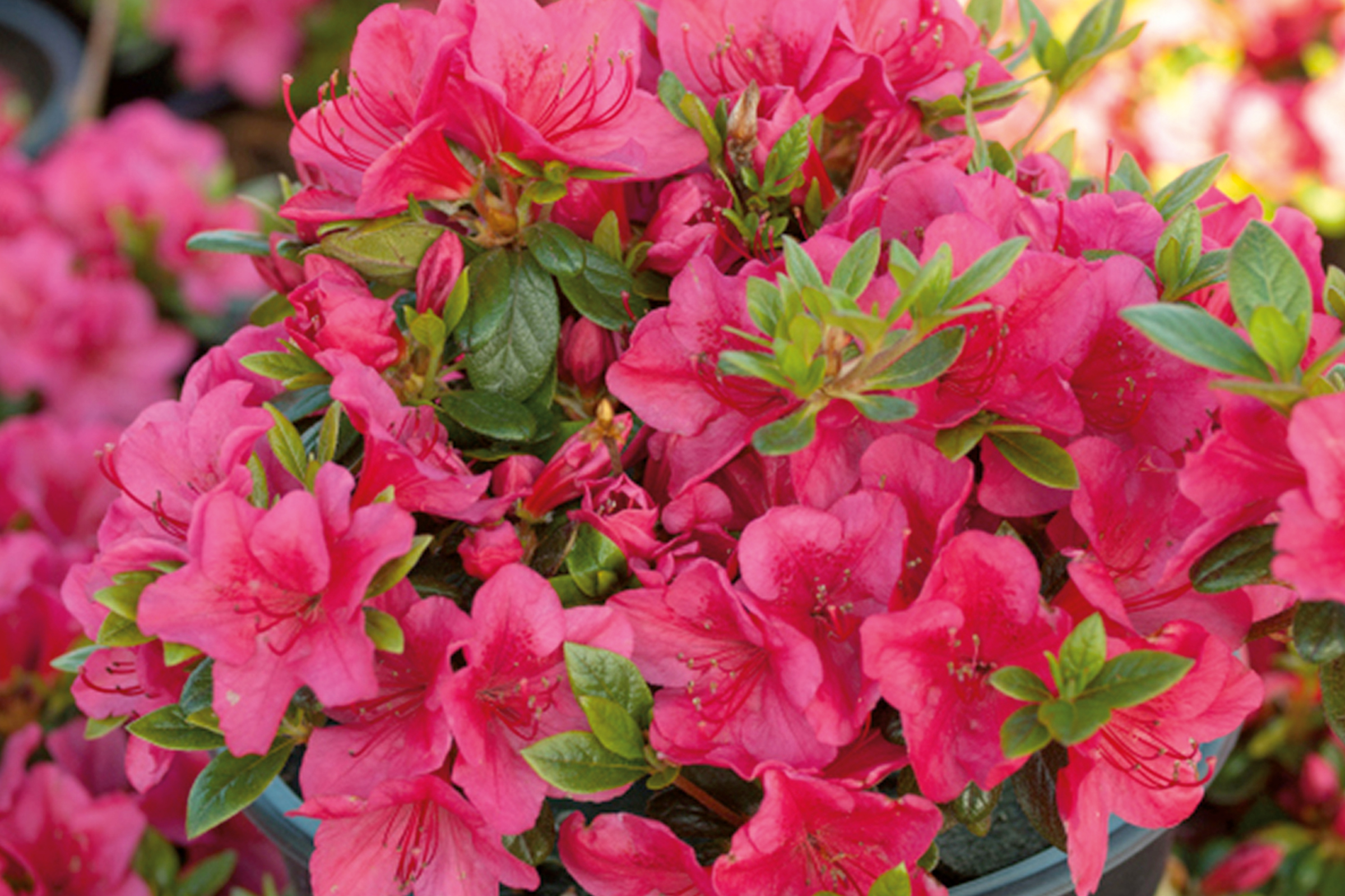 Azaleastruik met roze bloemen