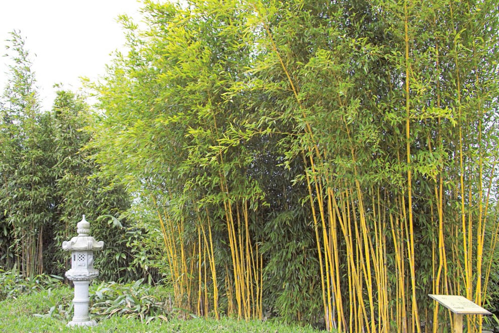 Reuzenbamboe (Phyllostachys) . HORNBACH Reuzenbamboe (Phyllostachys) . HORNBACH