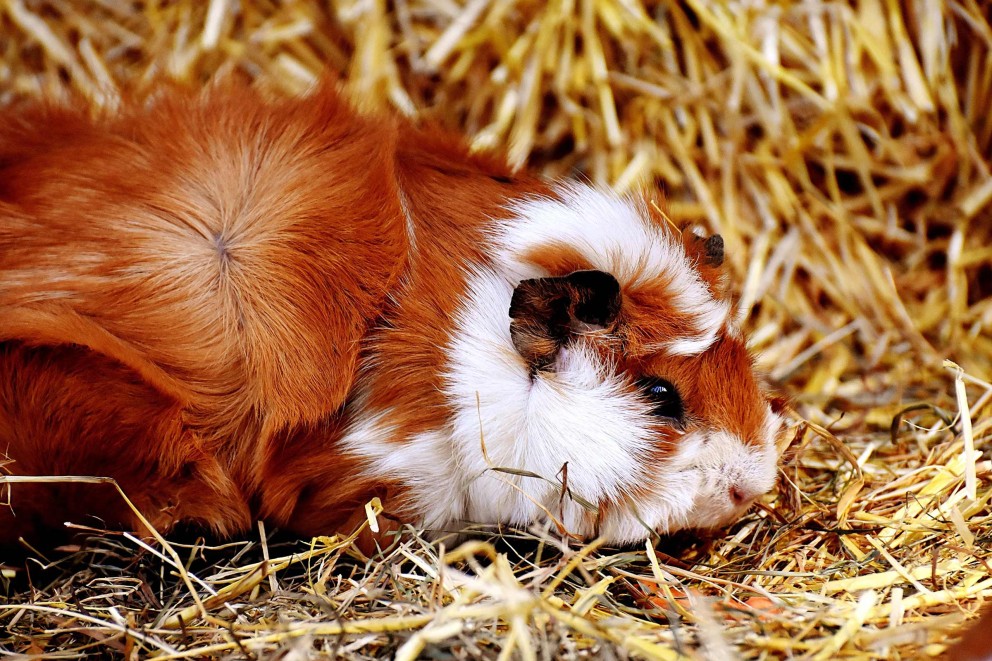 Cavia's verzorgen