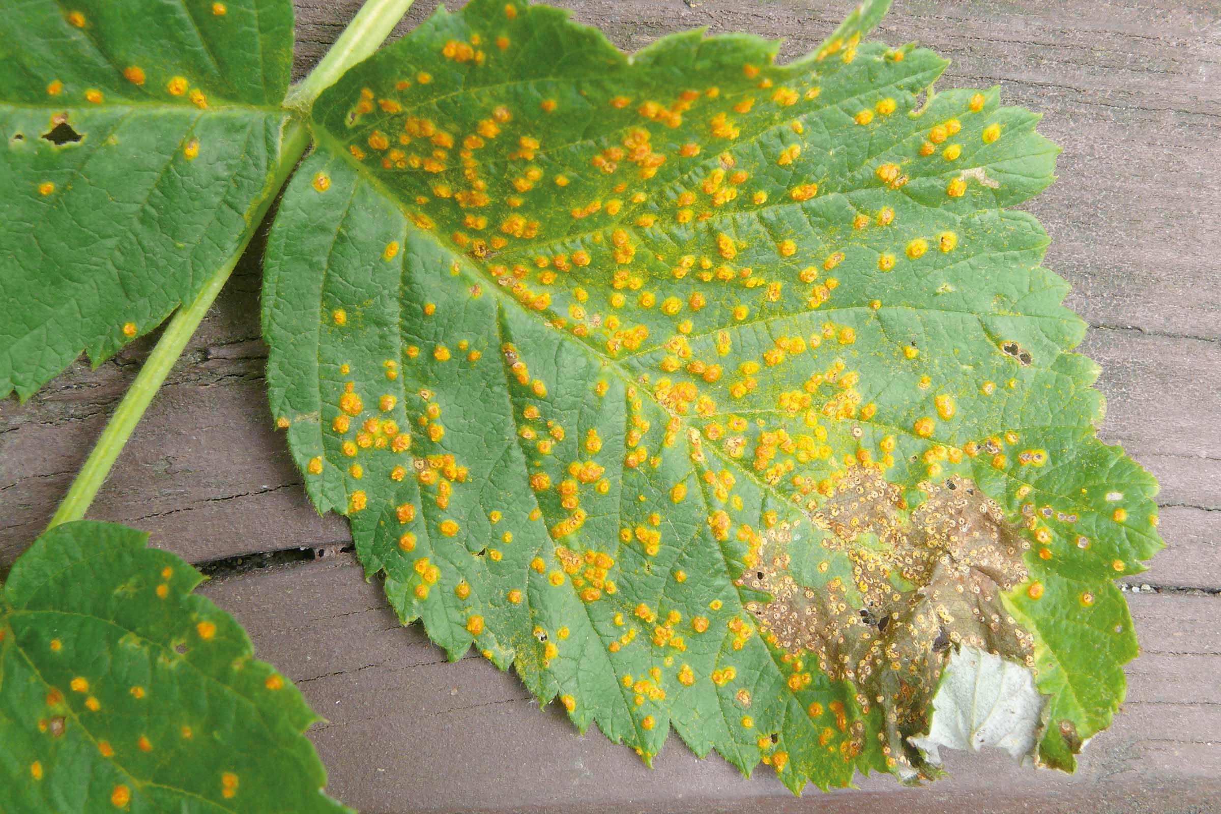 Blad met roestschimmel infectie