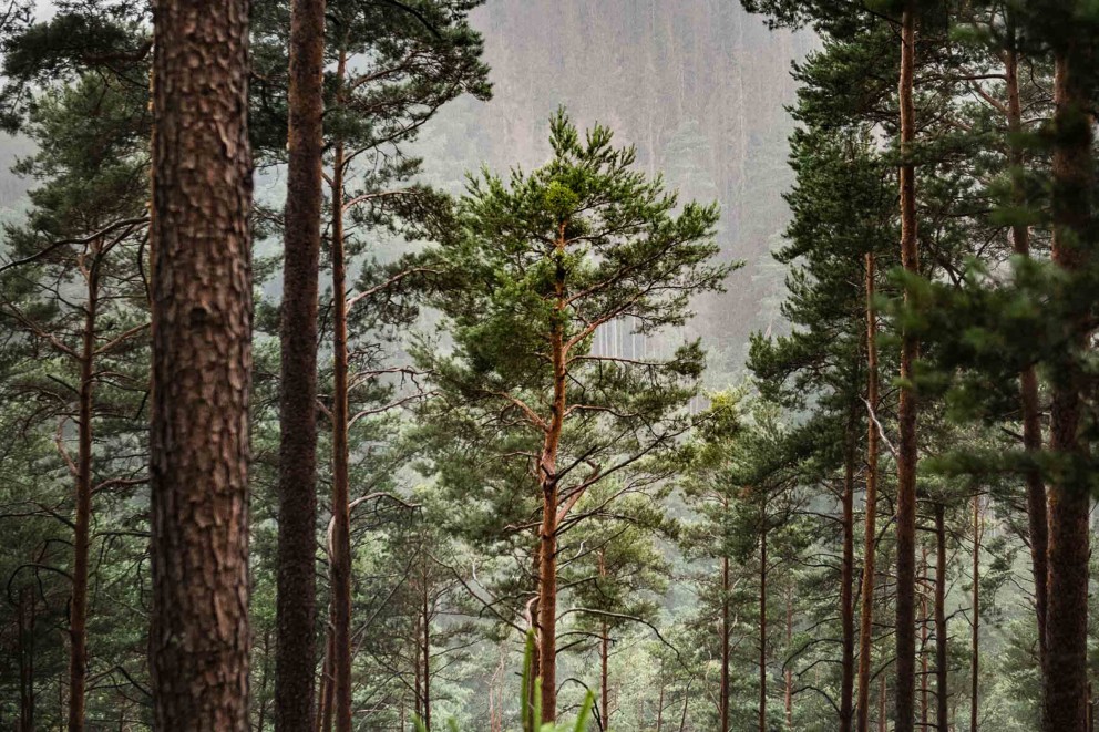 FSC hout Duurzaam verantwoord bosbeheer . HORNBACH FSC hout Duurzaam verantwoord bosbeheer . HORNBACH