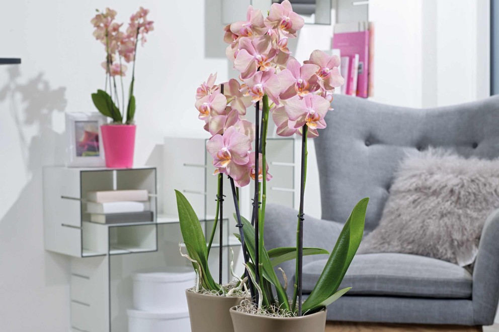 
				Orchideen Inspiration 3

			