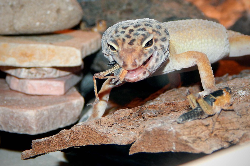 Terrariumdieren voeren Terrariumdieren voeren