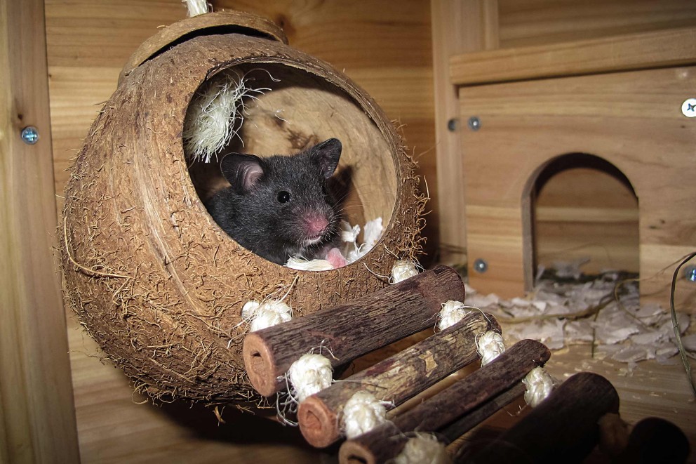 Hamsters verzorgen