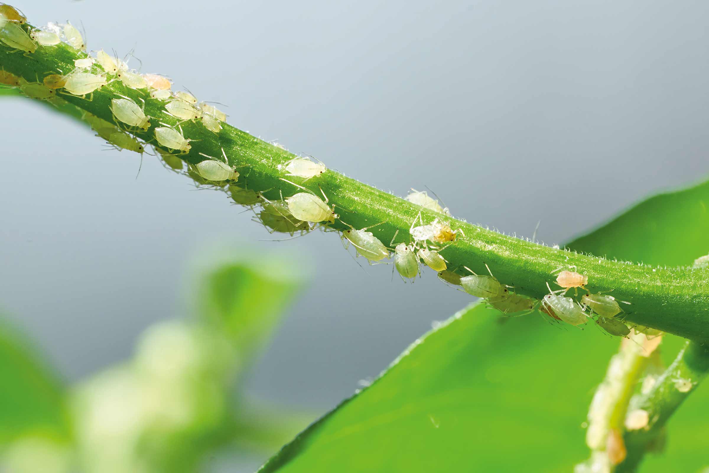 Close-up van bladluizen op een plantenstengel