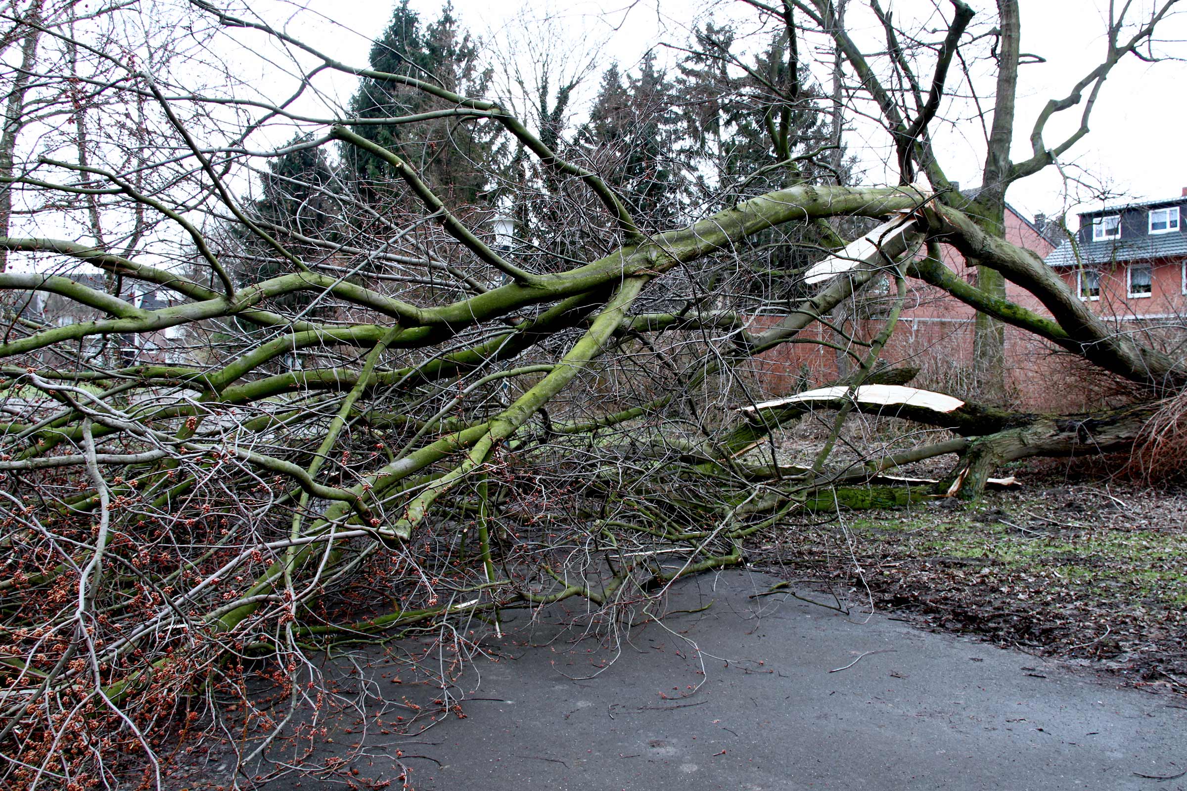 Omgevallen boom ligt na een storm op straat.