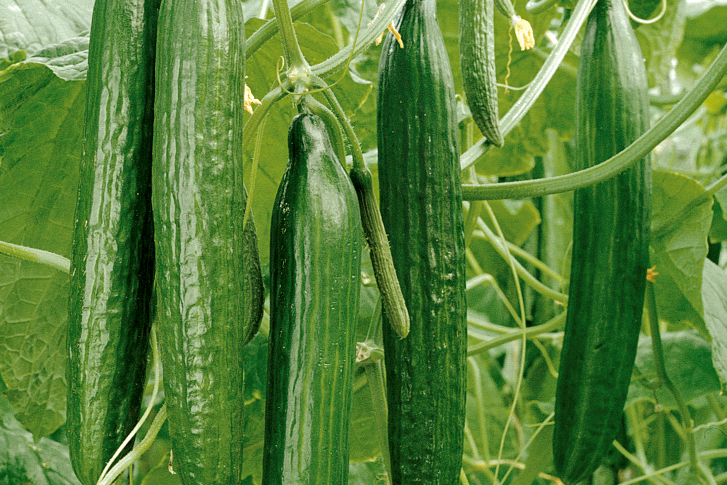 Kas komkommers aan de plant