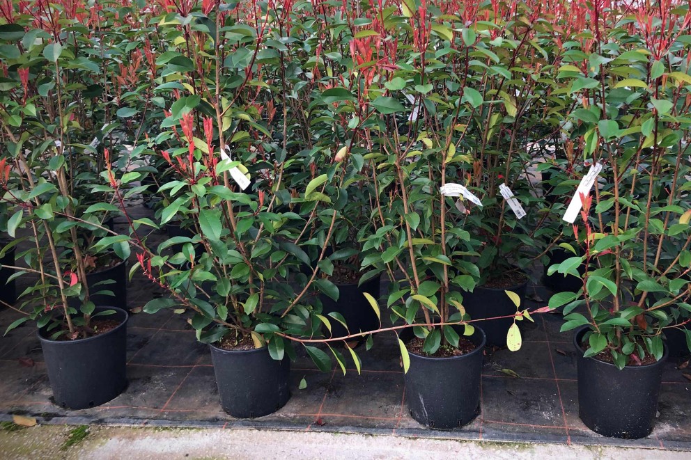 Planten verzenden | in pot gekweekte planten | HORNBACH Planten verzenden | in pot gekweekte planten | HORNBACH