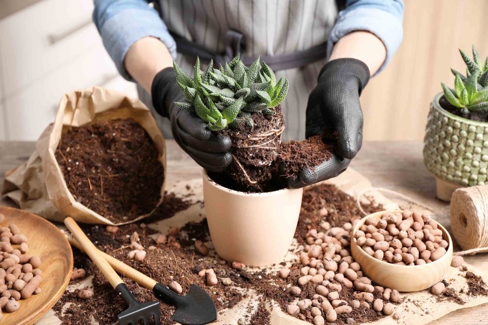 Vetplant verpotten | HORNBACH Vetplant verpotten | HORNBACH